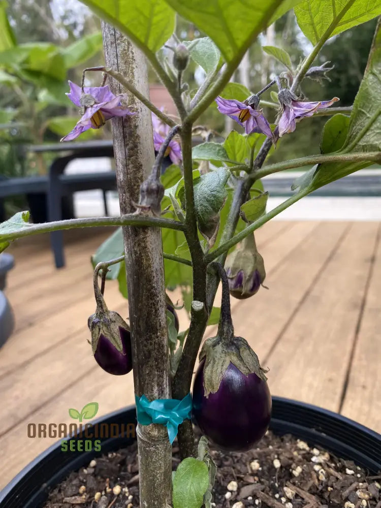 Fresh Harvest of Organic Aubergine Meatball Fruits from Garden