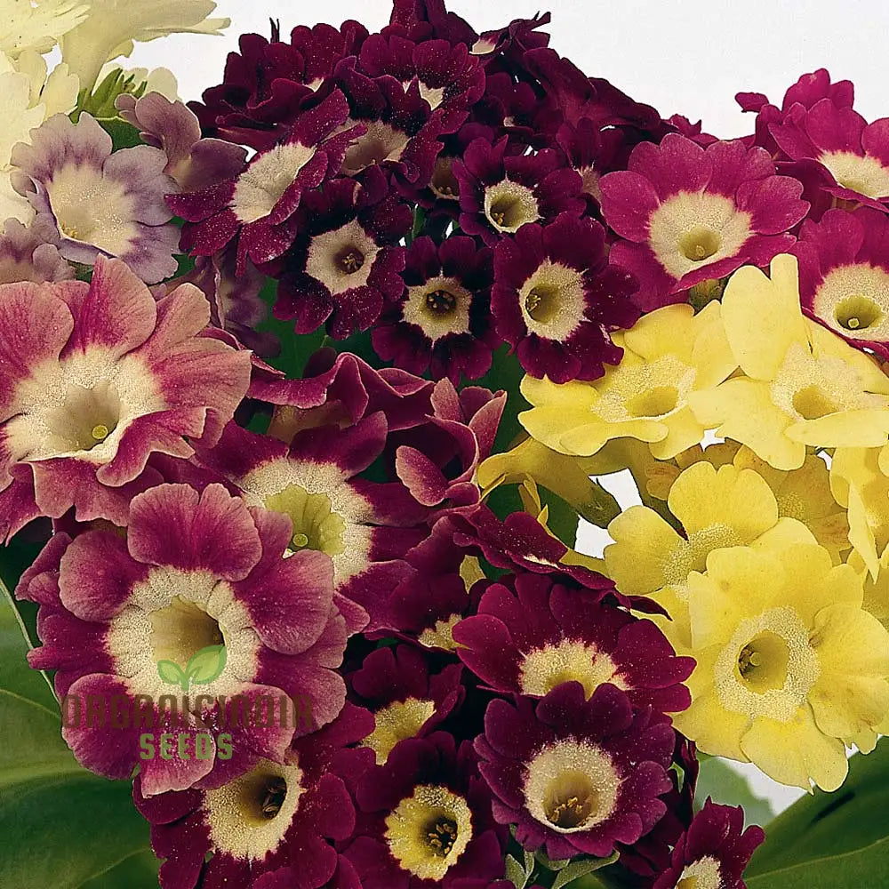 Auricula alpine mixed seeds colorful alpine flowers for gardens