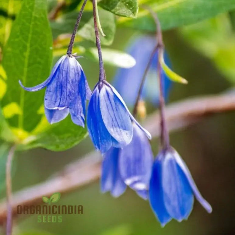 Australian Climbing Bluebell seeds for planting in garden