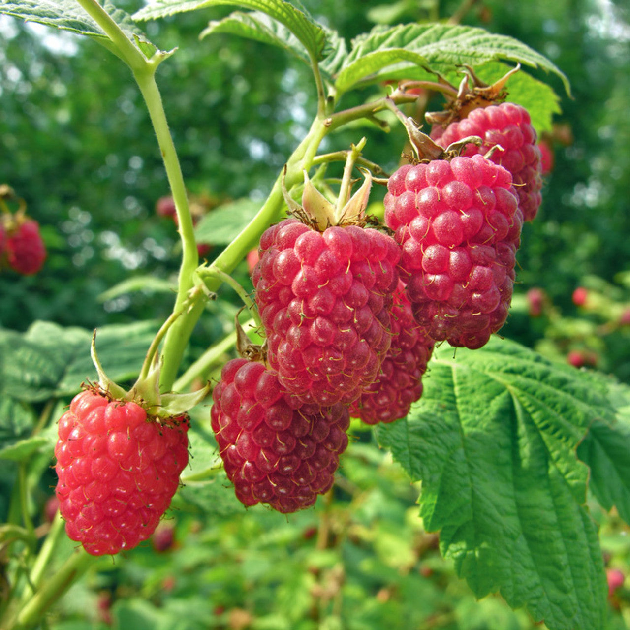 Pink Flowers on Australian Raspberry Shrub