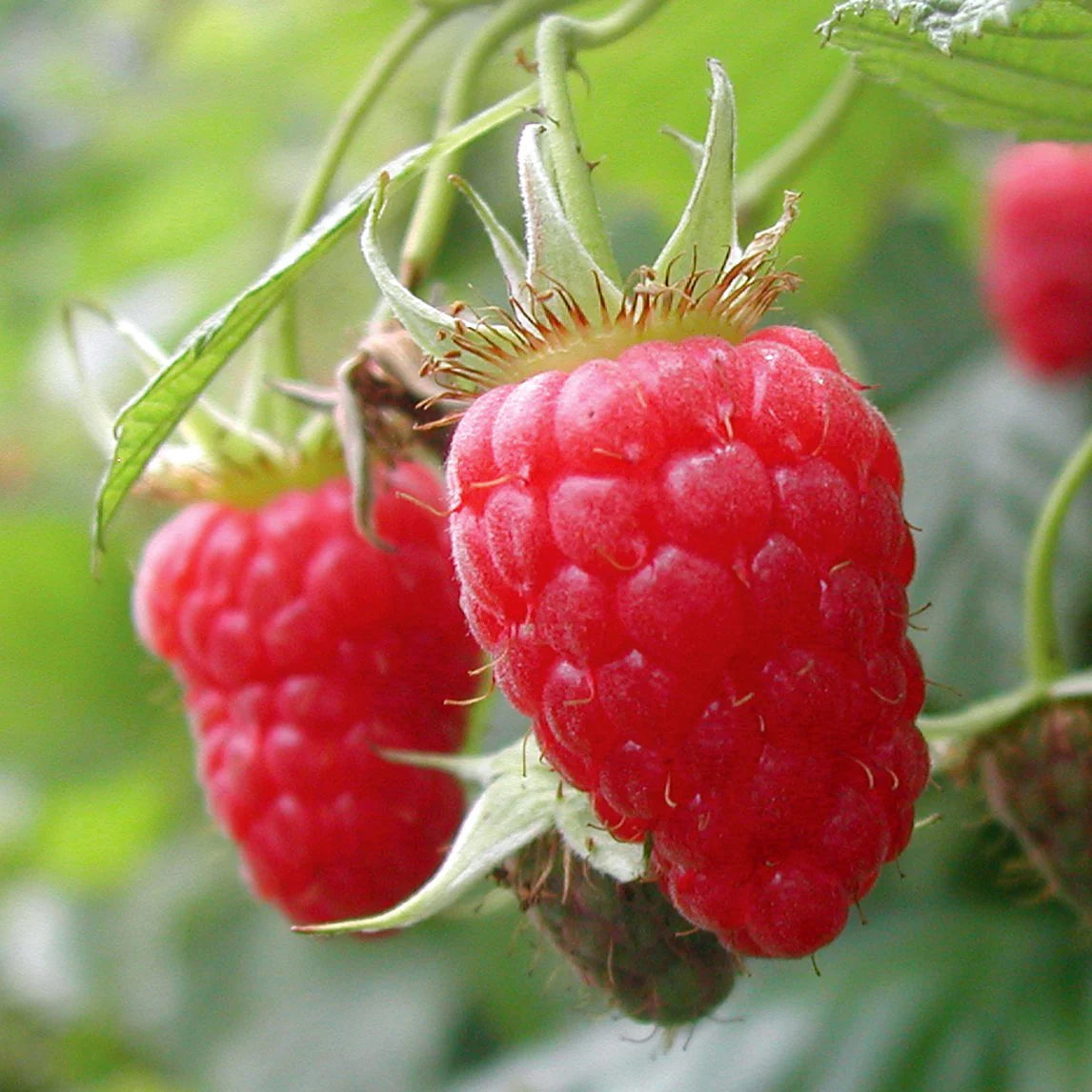 Ripe Red Australian Raspberry Fruit on Branch