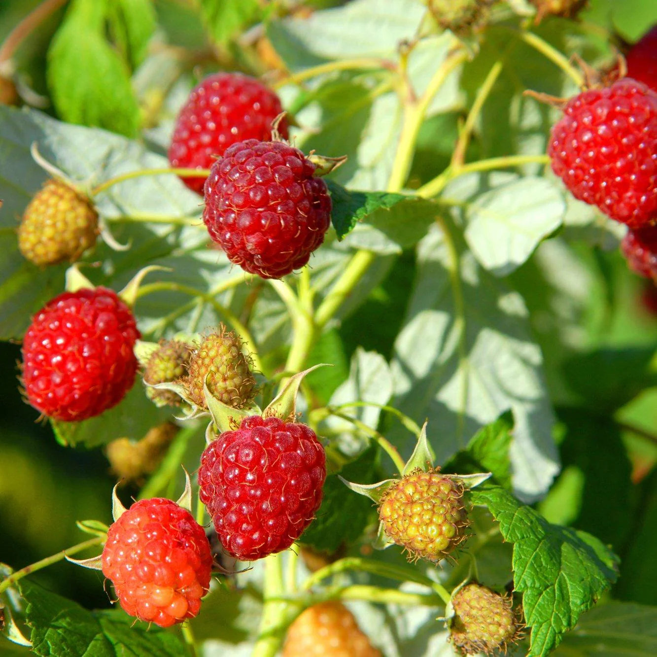 Australian Raspberry Seeds Non-GMO for Planting