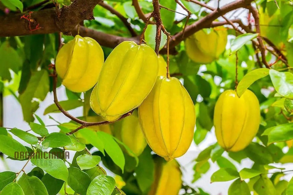 Premium Averrhoa carambola seeds for growing tropical star fruit trees