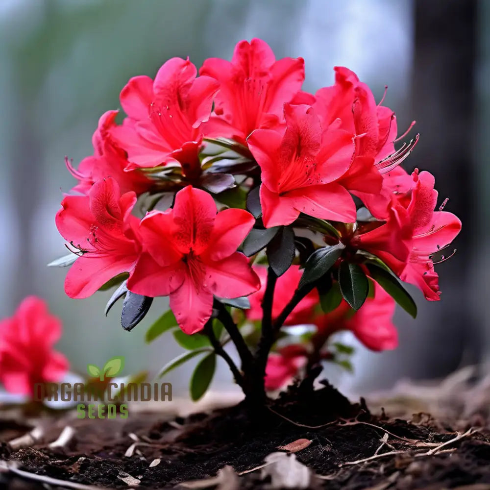 Azalea seeds producing red spring flowers
