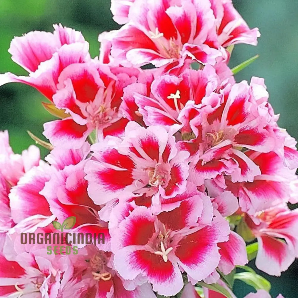Azaleaflora Mixed Color Flower Seeds Premium For Vibrant Blooms Ideal Planting And Gardening