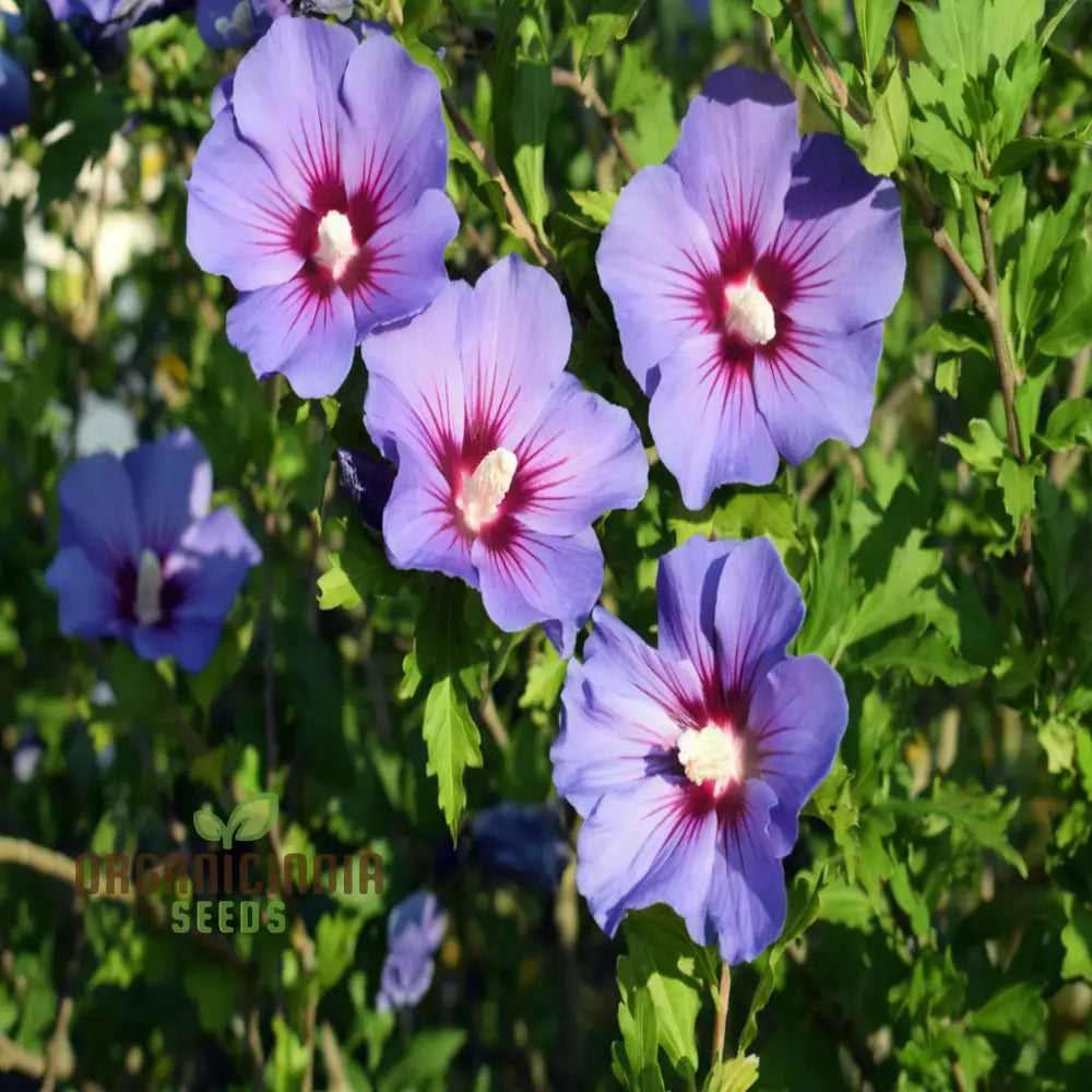 Azurri Blue Satin Rose of Sharon Seeds for Hardy Hibiscus Gardening