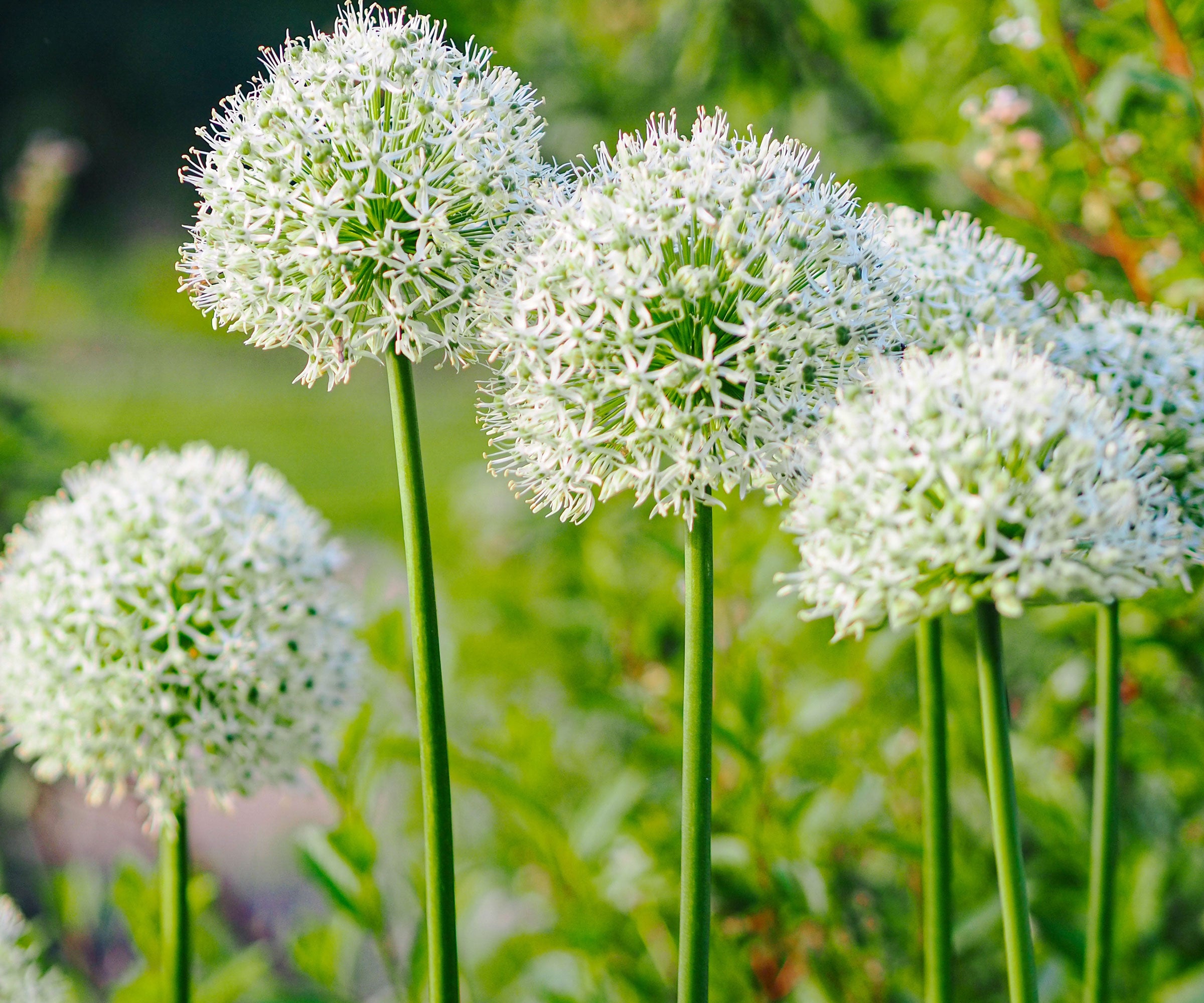 Semillas raras de Allium blanco Mount Everest, elegantes perennes altos en floración