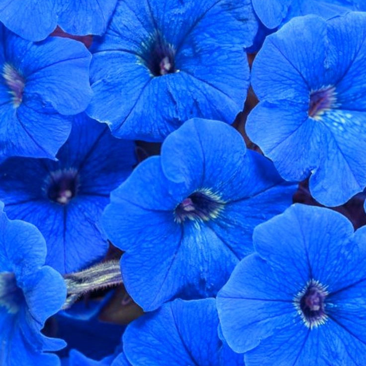 Blue Petunia Seeds – Striking True Blue Blooms for Gardens & Hanging Baskets