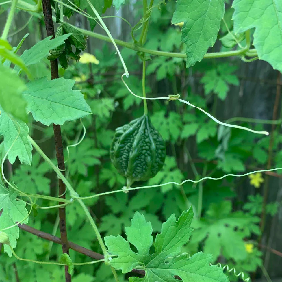 Baby Bitter Gourds on Vine Heirloom High-Yield Fruits
