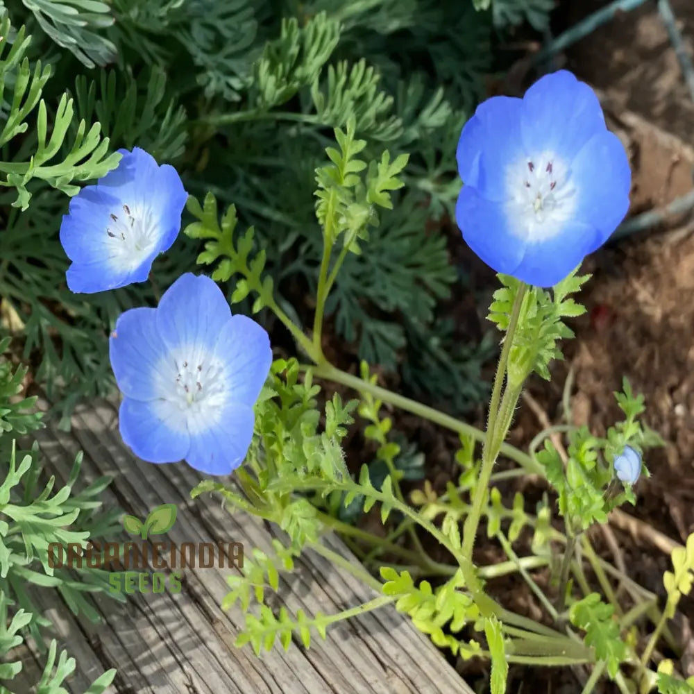 Baby Blue Eyes flower close-up