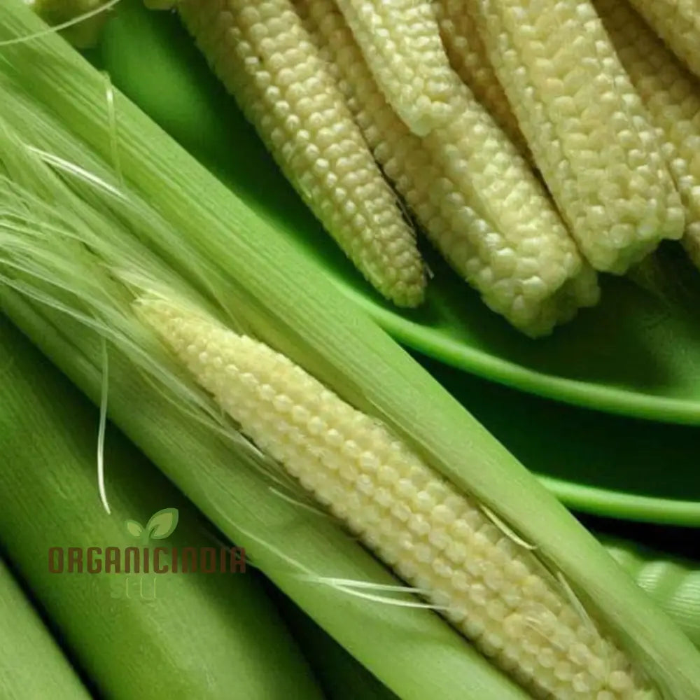 Baby Corn Seeds for Planting, Sweet and Tender Garden Corn Seeds