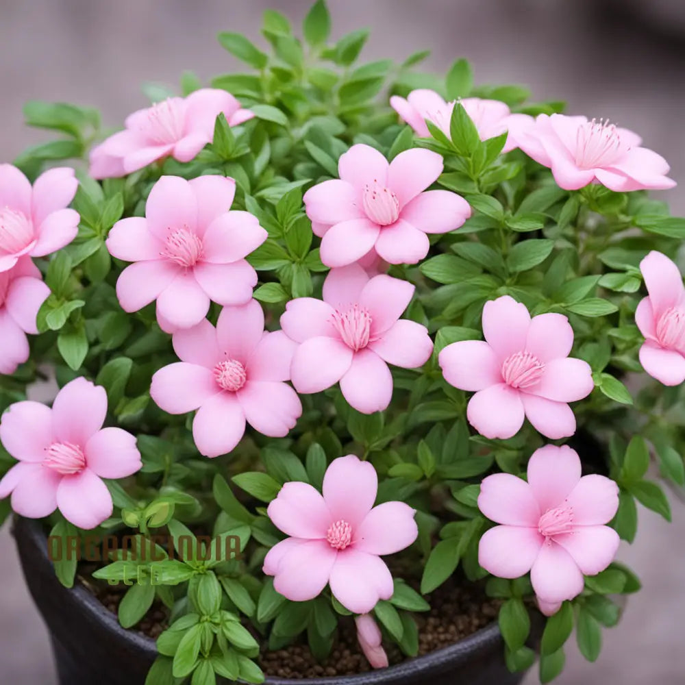 Baby Pink Yulan Flower Seeds â€“ Elevate Your Gardening Experience With Delicate Blooms And Endless