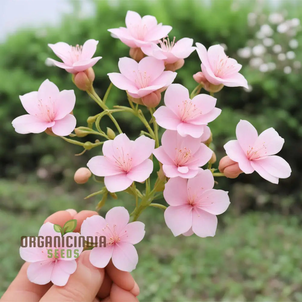 Baby Pink Yulan Flower Seeds â€“ Elevate Your Gardening Experience With Delicate Blooms And Endless
