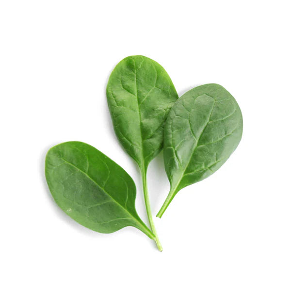 Fresh Baby’s Leaf Spinach Leaves from Seeds, Tender and Nutrient-Rich