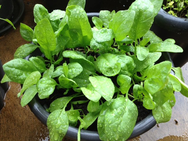 Mature Baby’s Leaf Spinach Plant from Seeds, Healthy Garden Greens