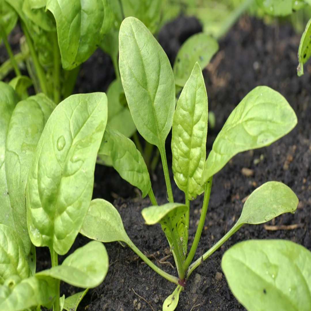 Baby’s Leaf Spinach Seeds for Home Garden, Fresh and Nutrient-Rich Leafy Greens
