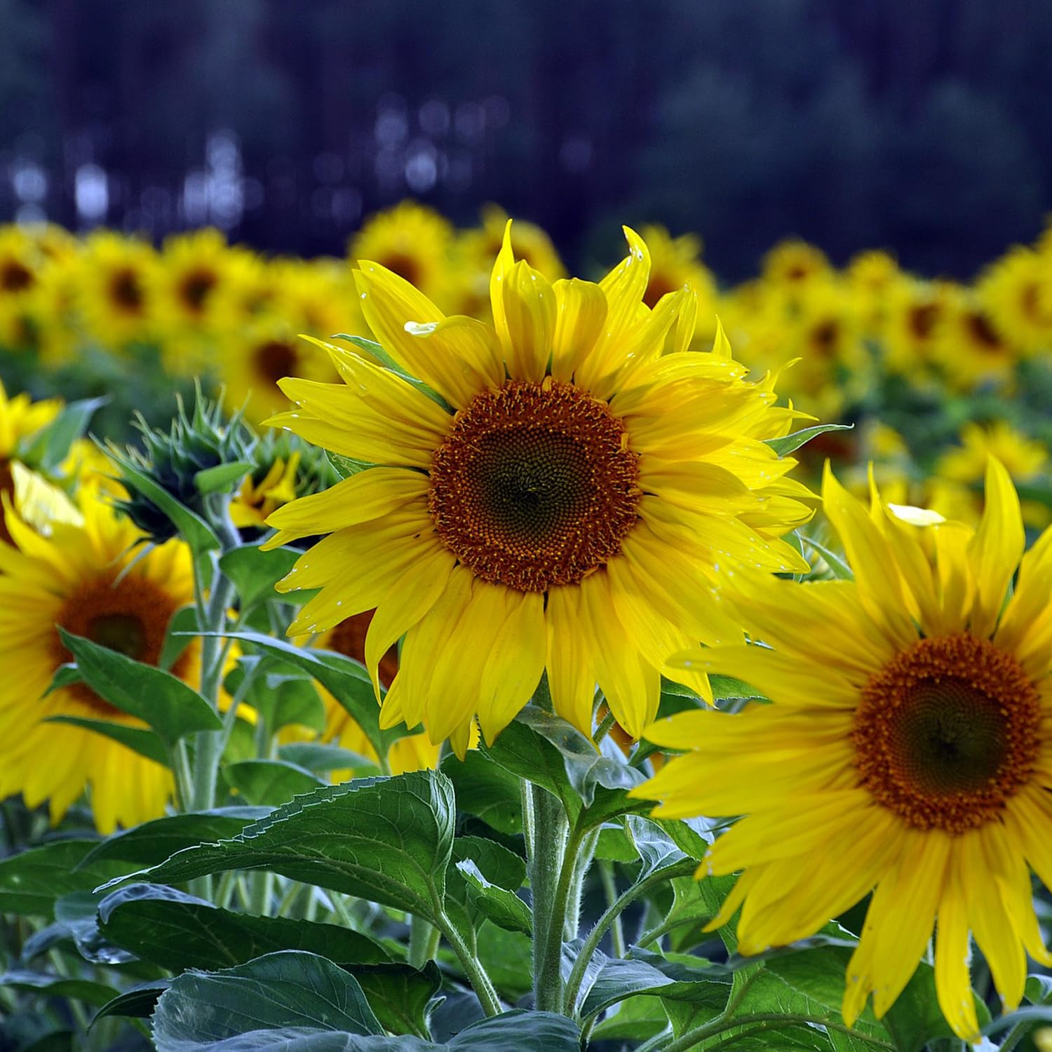 Sunflower Seeds for Backyard Gardening and Tall Landscape Flowers