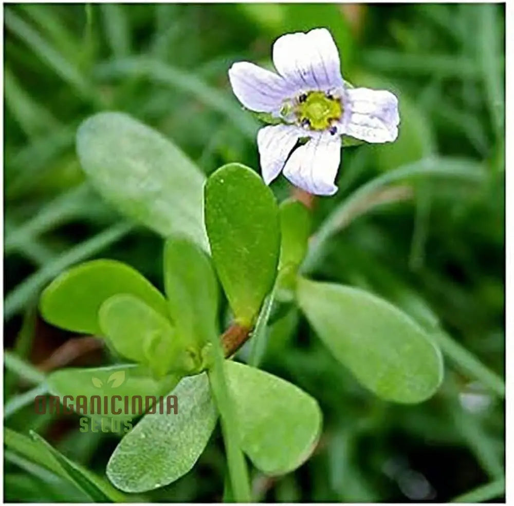 Bacopa Snowtopia Hanging Basket Flower Plant