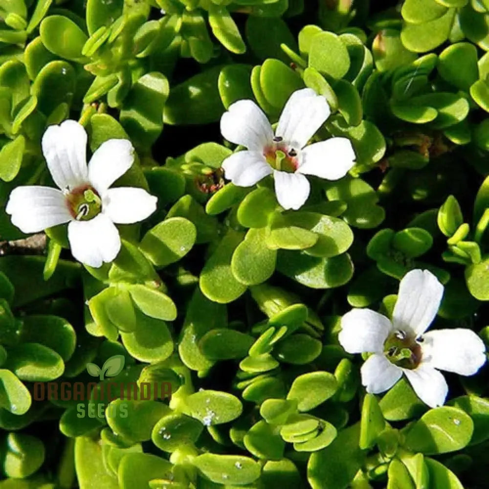 Bacopa Snowtopia Flower Seeds for Planting