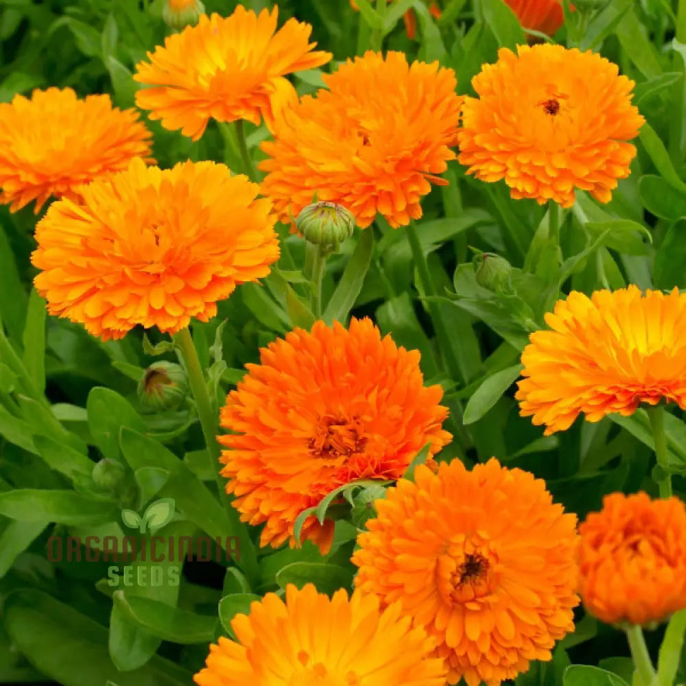 Ballâ€™s Orange Seeds For Planting - High-Quality Organic