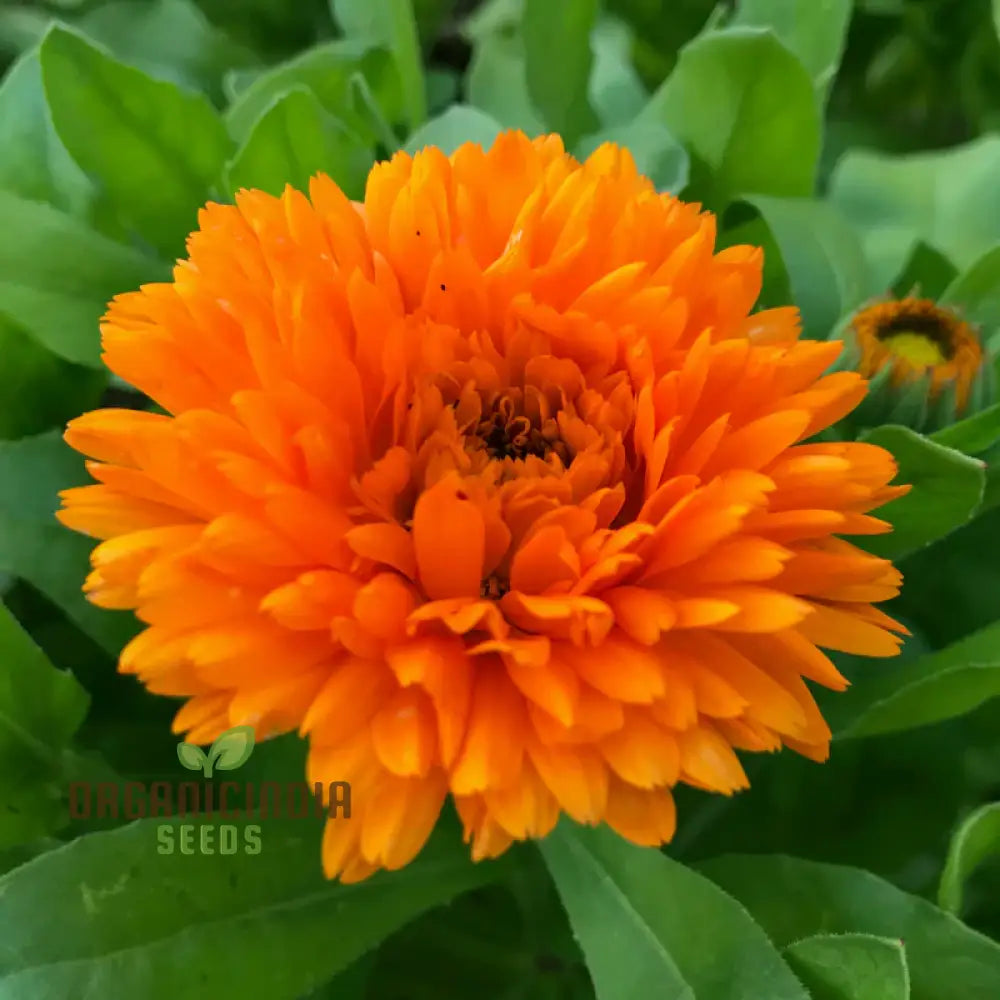 Ballâ€™s Orange Seeds For Planting - High-Quality Organic