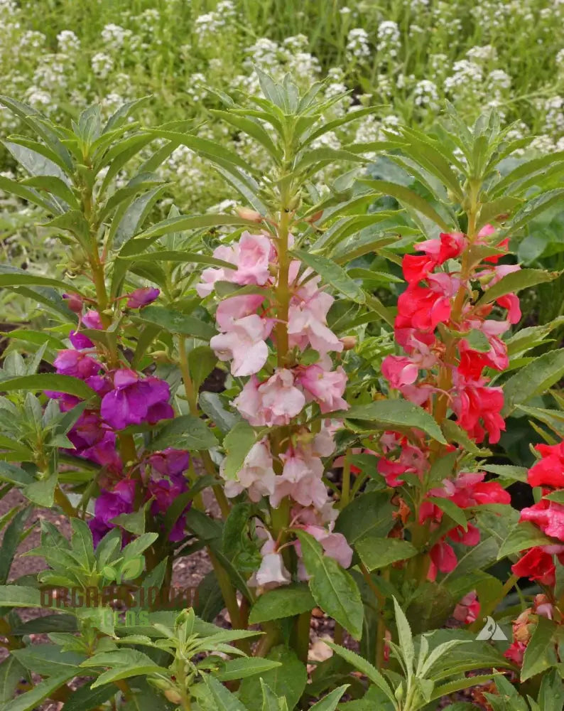 Balsam - Impatiens Balsamina Tom Thumb Mixed Seeds For Gardening | Buy High-Quality Flower Online