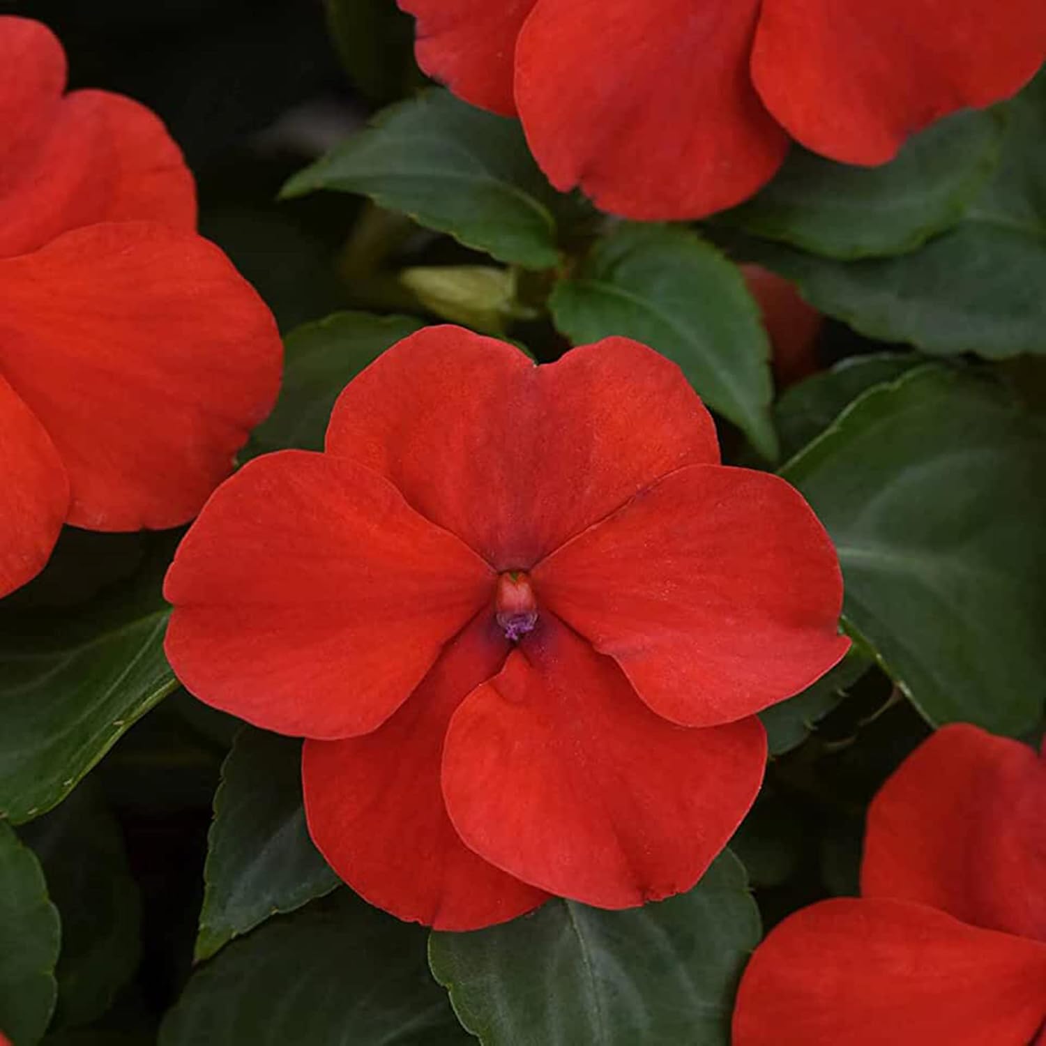 Impatiens seeds grown in pots for balcony gardening