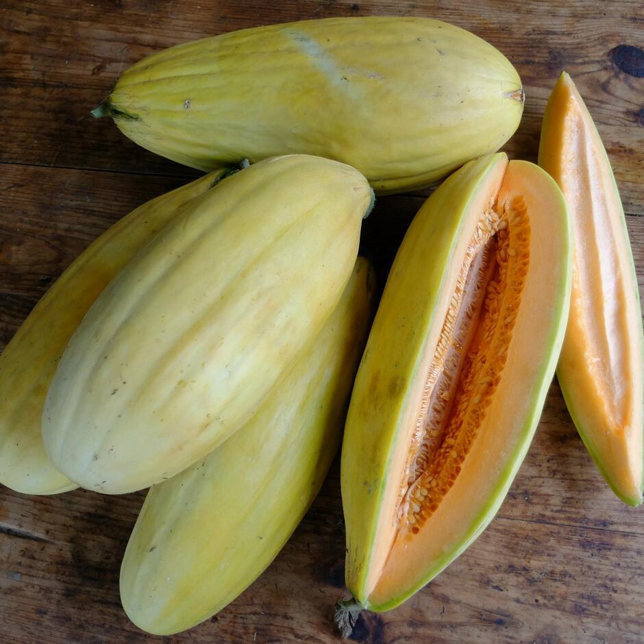 Banana Cantaloupe Melon seeds for planting