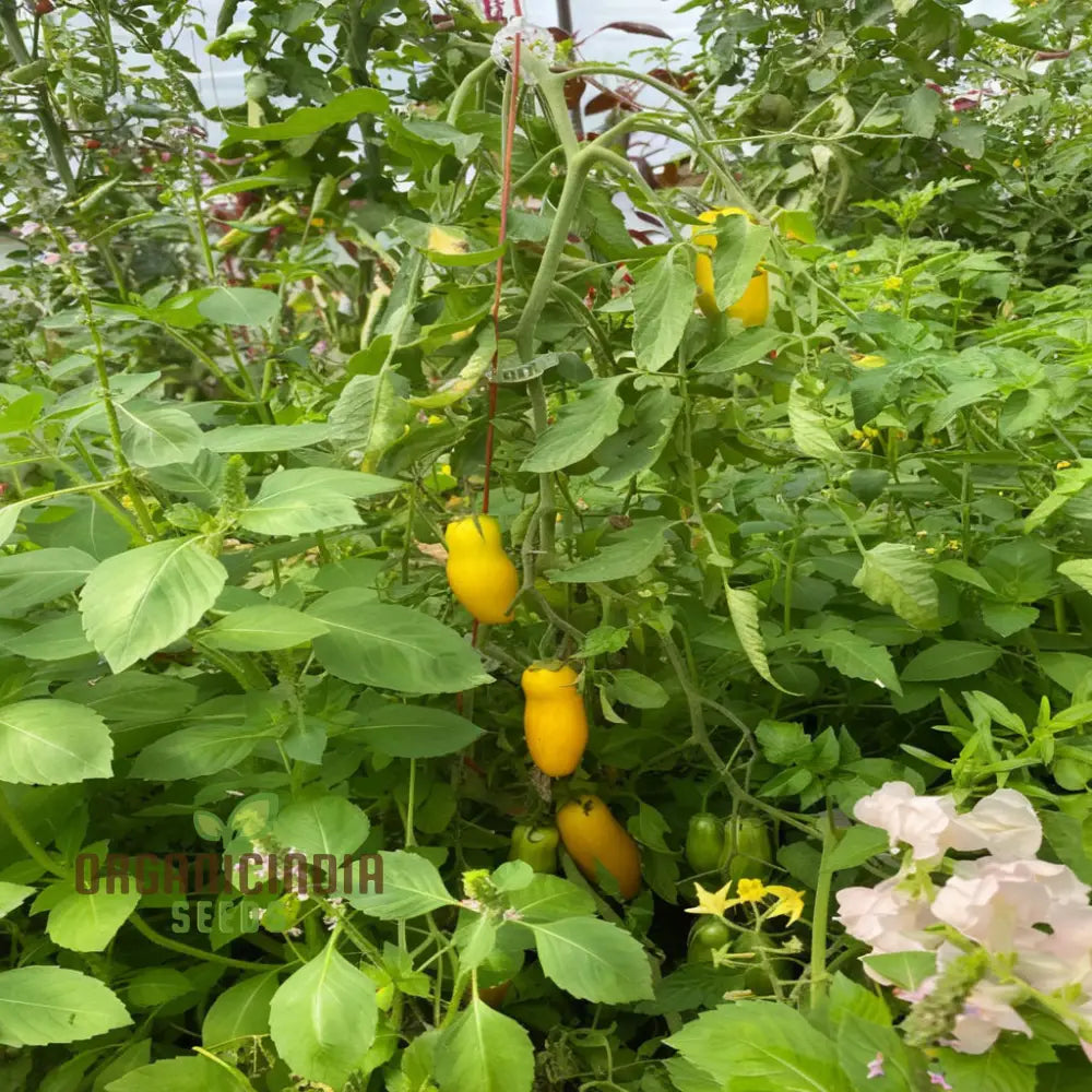 Fresh Banana Legs Yellow Tomatoes on Plant, Sweet and Juicy