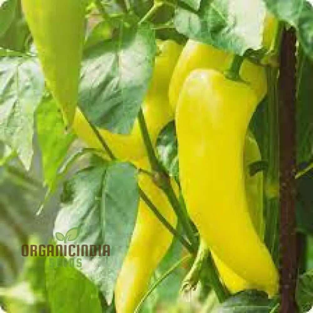 Fresh Sweet Banana Peppers from Organic Seeds, High Yield Pepper Plants