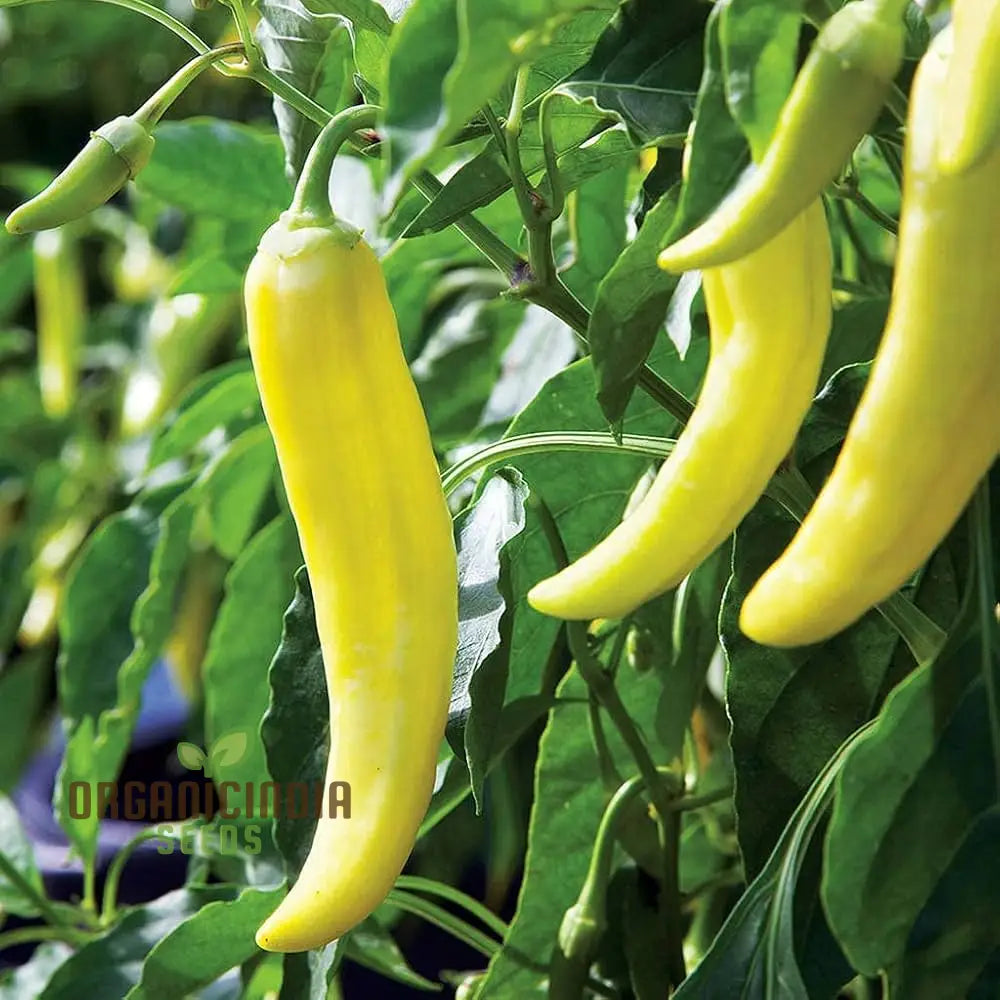 All Season Hybrid Banana Pepper Seeds for Garden, High Yield Organic Seeds