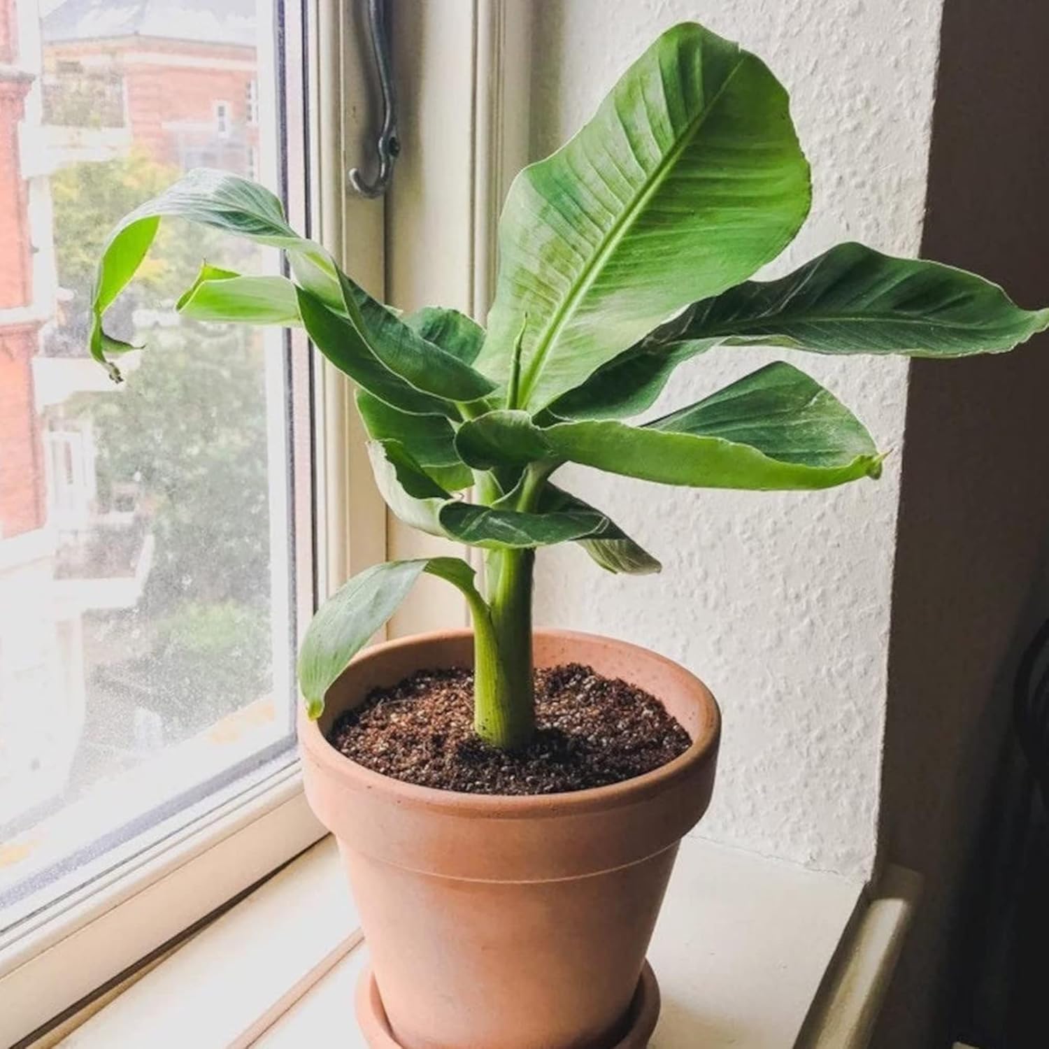 Young Dwarf Banana Seedling Sprouting from Non-GMO Seeds