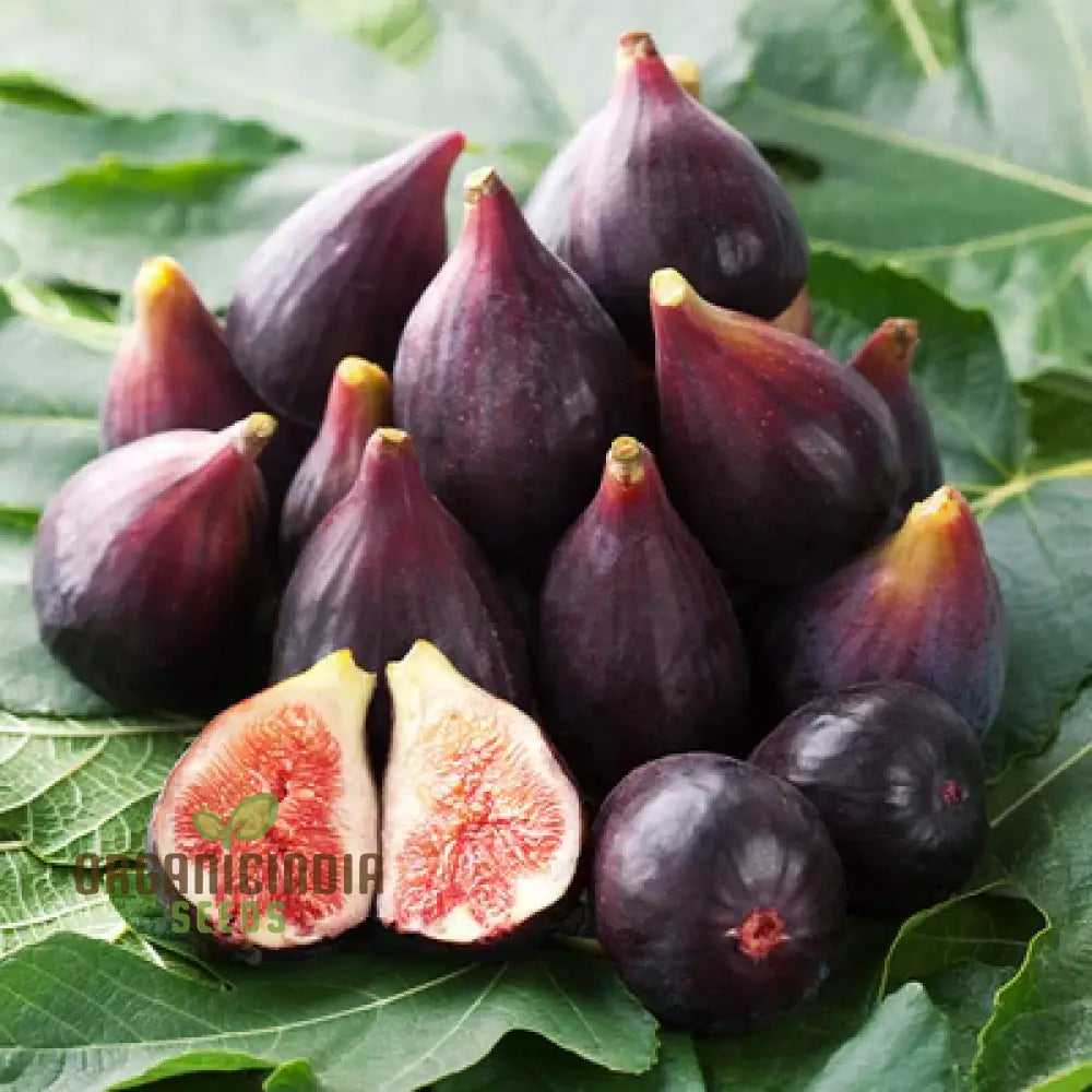 Banyan Fig Tree Seeds for Planting – Ficus Benghalensis Indoor Houseplant