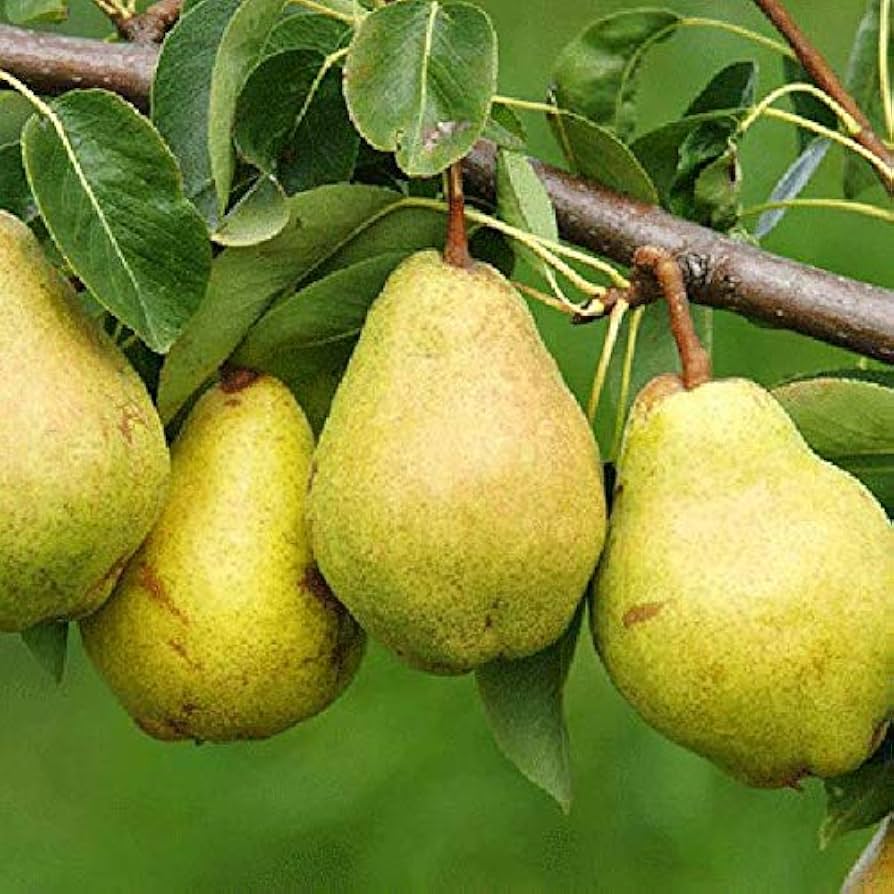 Bartlett Pear Tree with Ripe Sweet Pears in Home Orchard