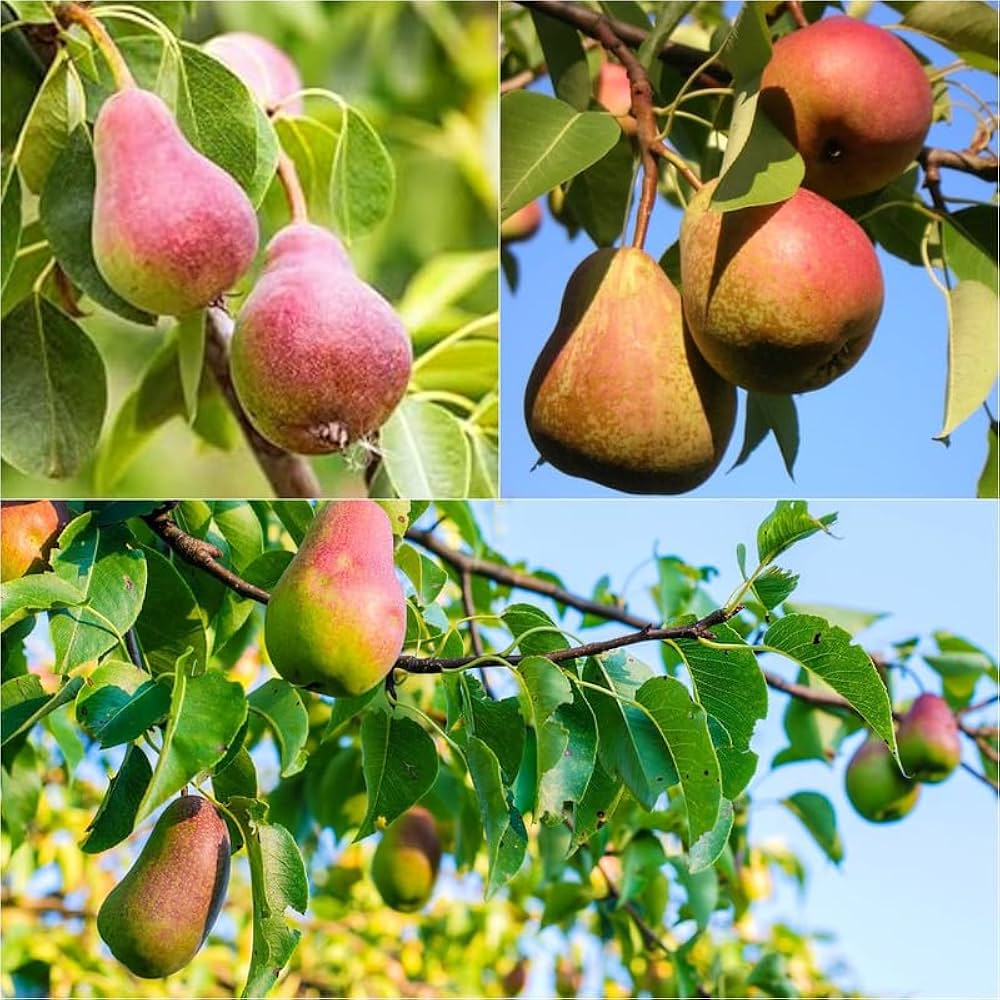 Bartlett Pear Tree – Pyrus communis Live Cold Hardy Fruit Plant