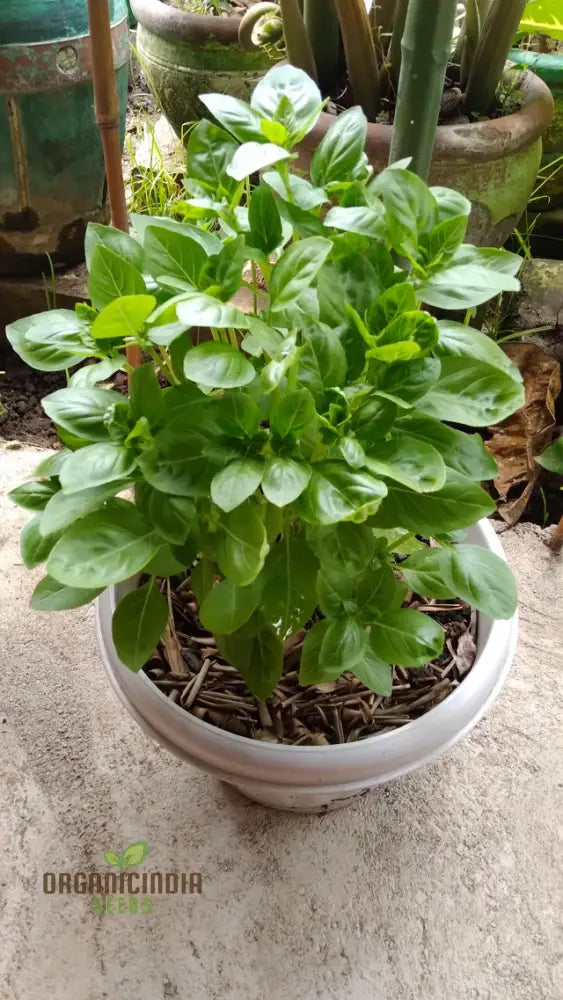 Basil Dolce Fresca Herb Growing in Pot for Kitchen Garden