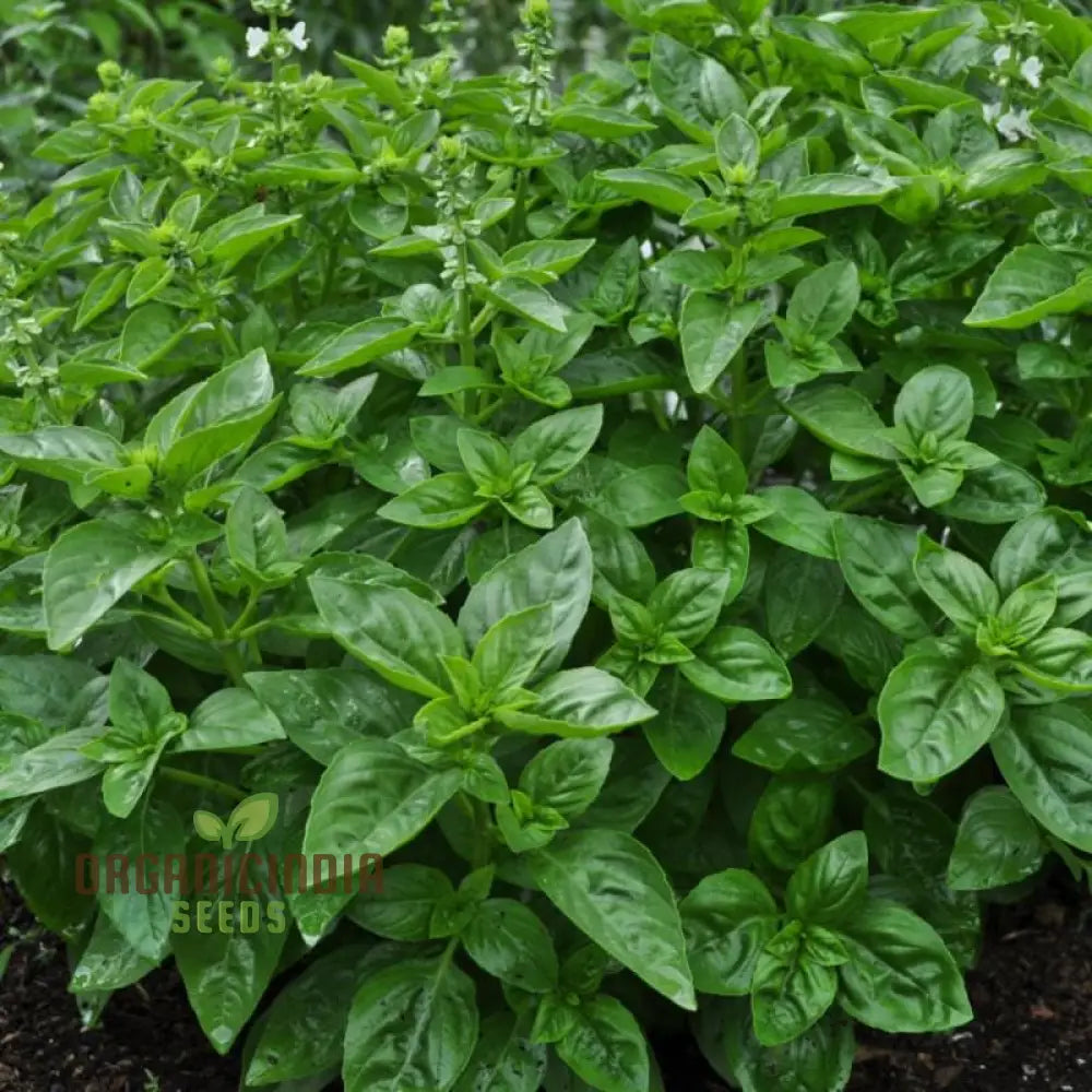 Basil Dolce Fresca Seeds Sweet Italian Basil for Home Garden