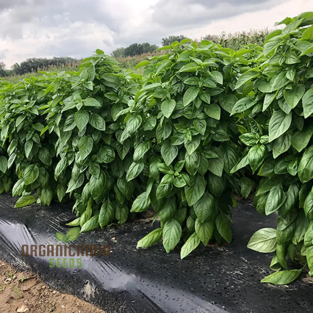 Basil Everleaf Emerald Towers Growing in Outdoor Garden Bed