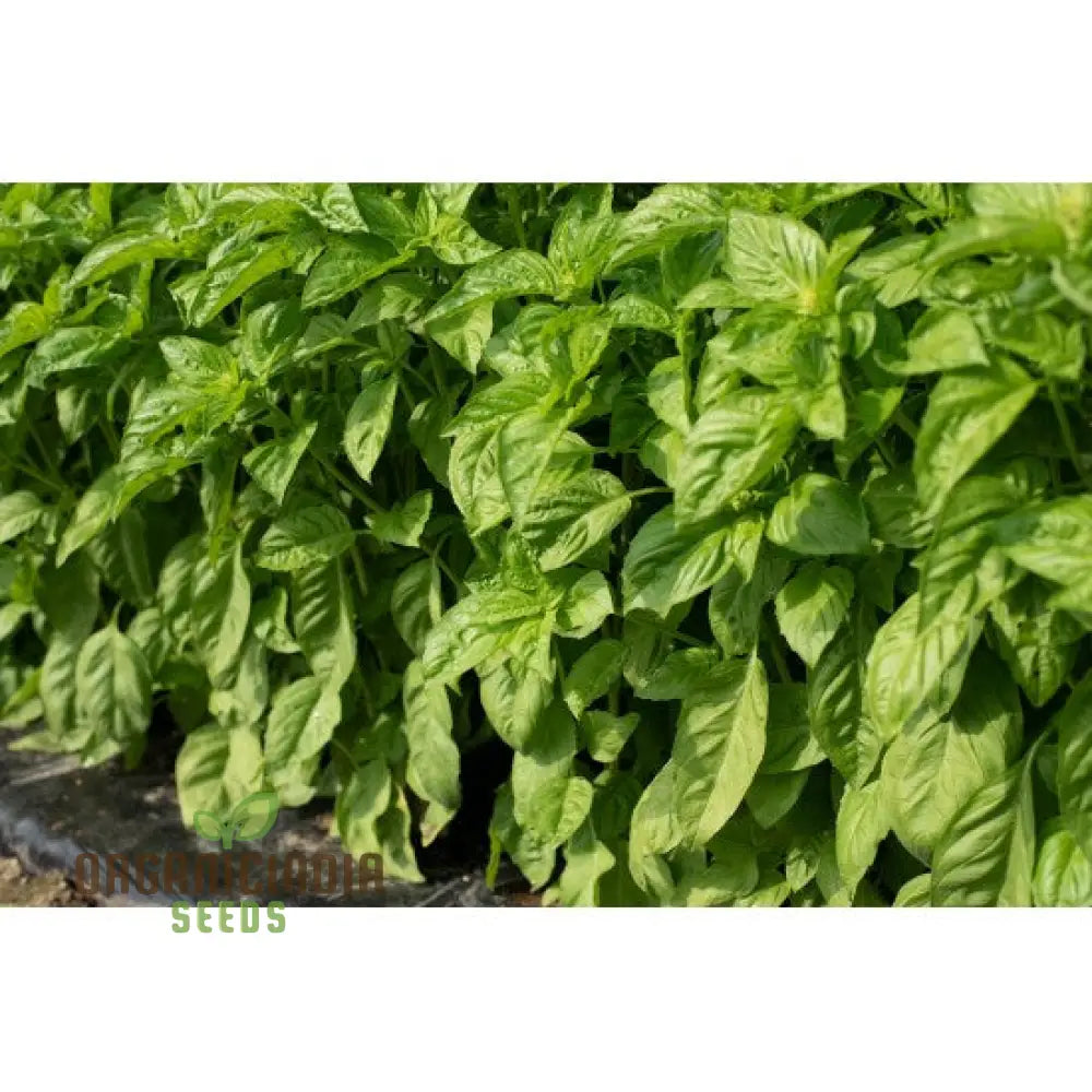 Basil Newton Herb Seeds for Planting Fresh Fragrant Basil