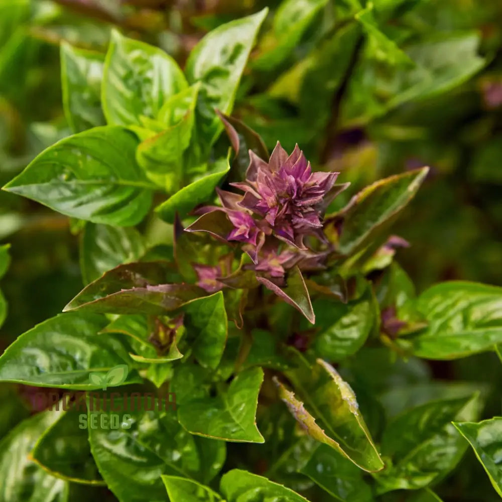 Basil Batik Seeds for Planting in Home Garden – Organic Aromatic Herb