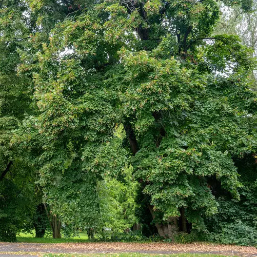 American Basswood Seeds for Planting