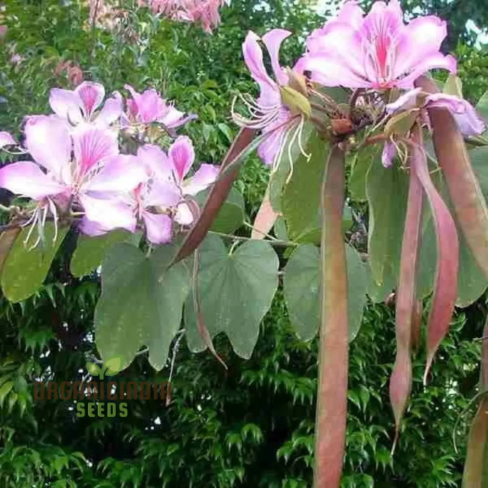 Bauhinia Variegata Tree for Landscape Planting