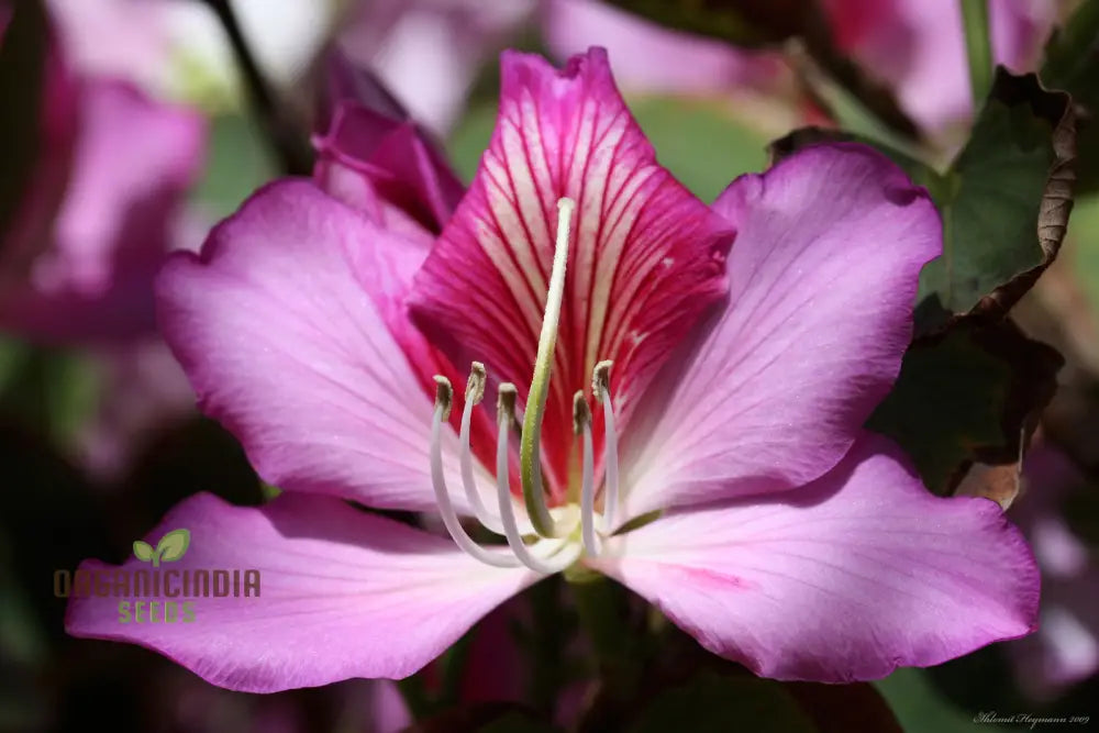 Bauhinia Variegata Pink Purple Orchid Flowers