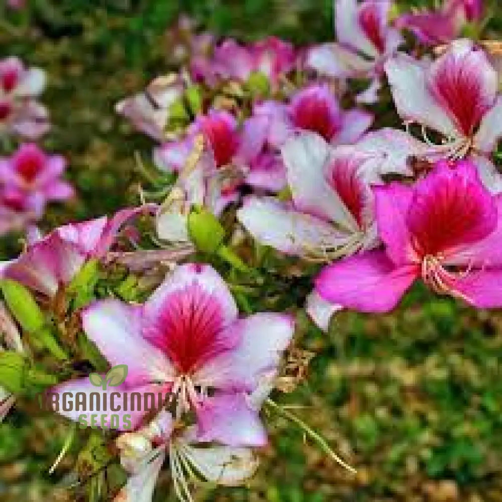 Bauhinia Variegata Seeds for Planting