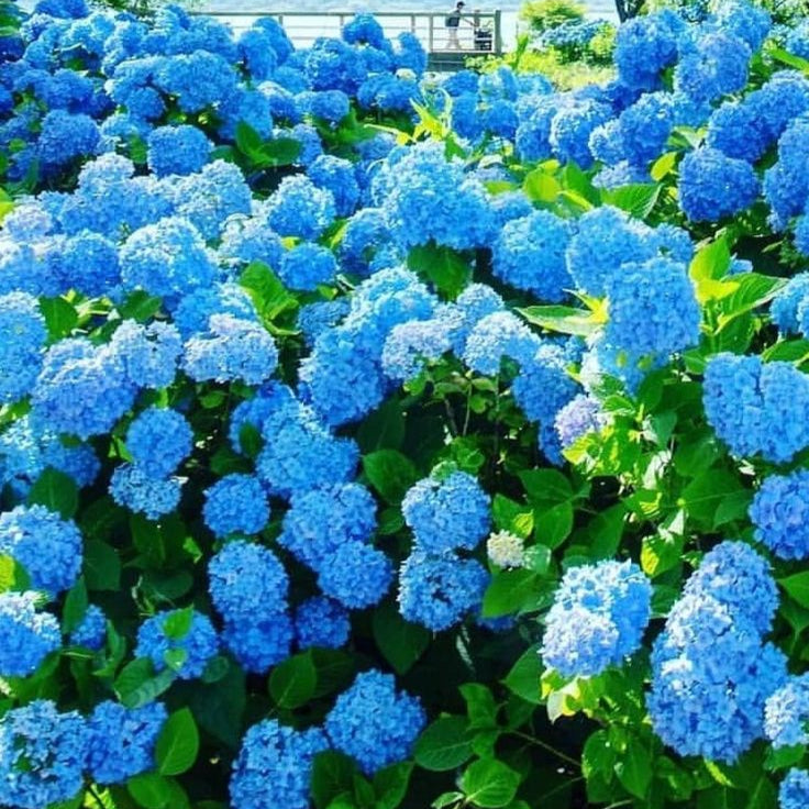 Royal Blue Hydrangea Seeds - Vibrant Blooms for Your Garden, Planting Instructions Included