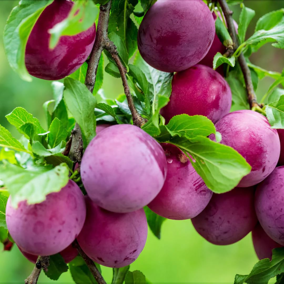 Beach Plum Seeds Non-GMO for Planting