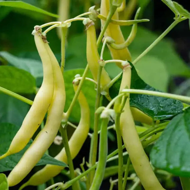 Mature Arikara Yellow Bean Plant from Seeds, Productive Growth