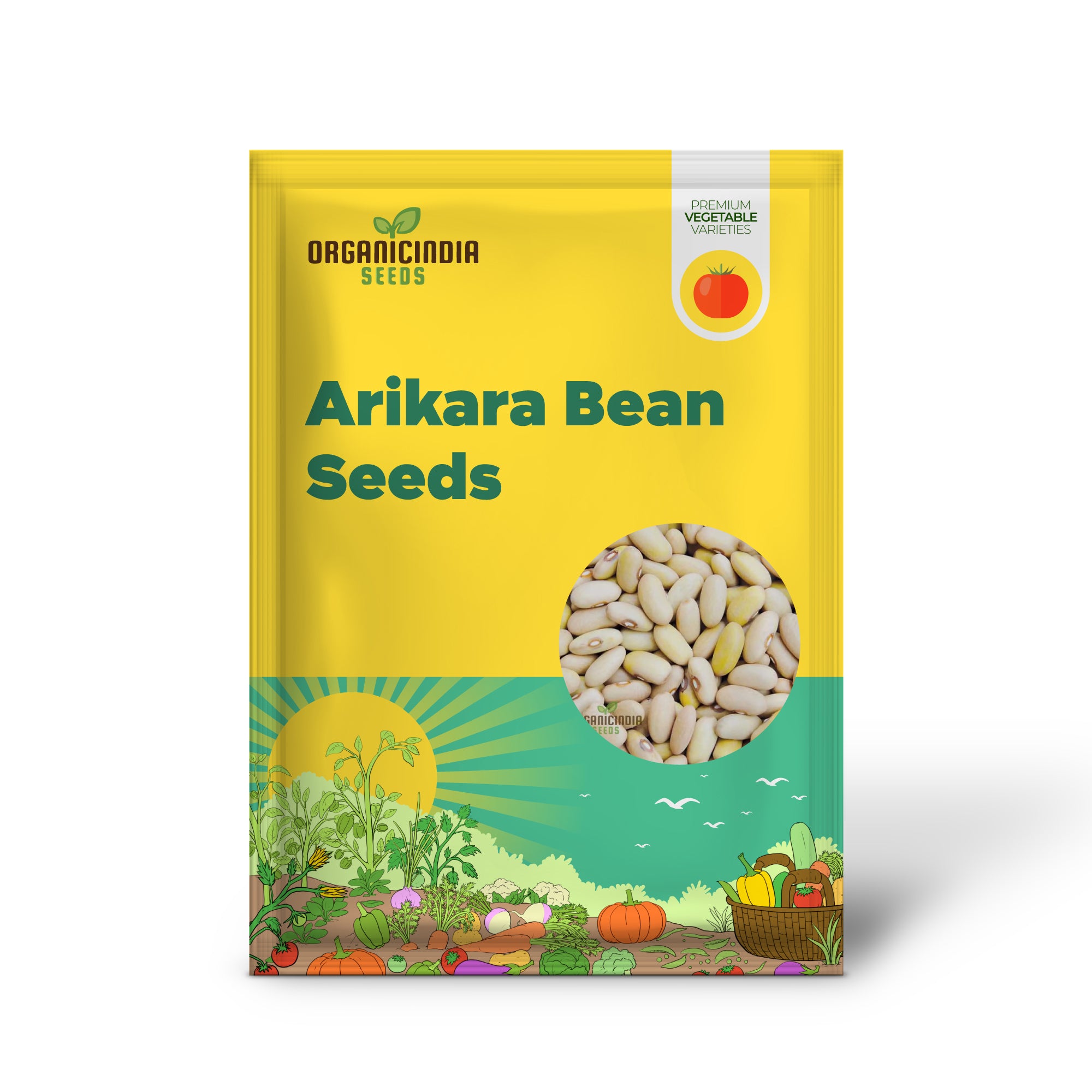 Arikara Yellow Bean Seedlings Growing in Garden, Compact Bush Plants