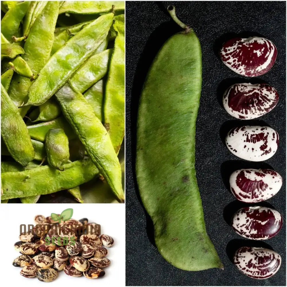 Bean Climbing Seeds - Gardening Enthusiastâ€™s Choice For Madagascar Variety | Heirloom Seed Packet