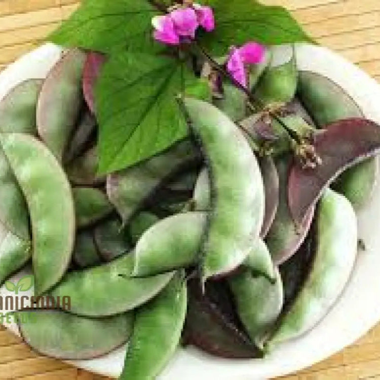 Bean Climbing Seeds - Gardening Enthusiastâ€™s Choice For Madagascar Variety | Heirloom Seed Packet